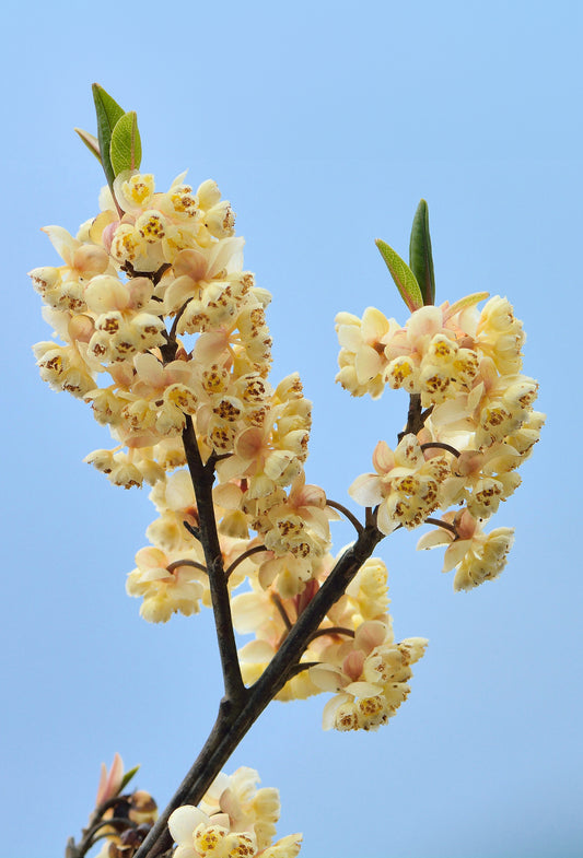 Litsea Cubeba Oil