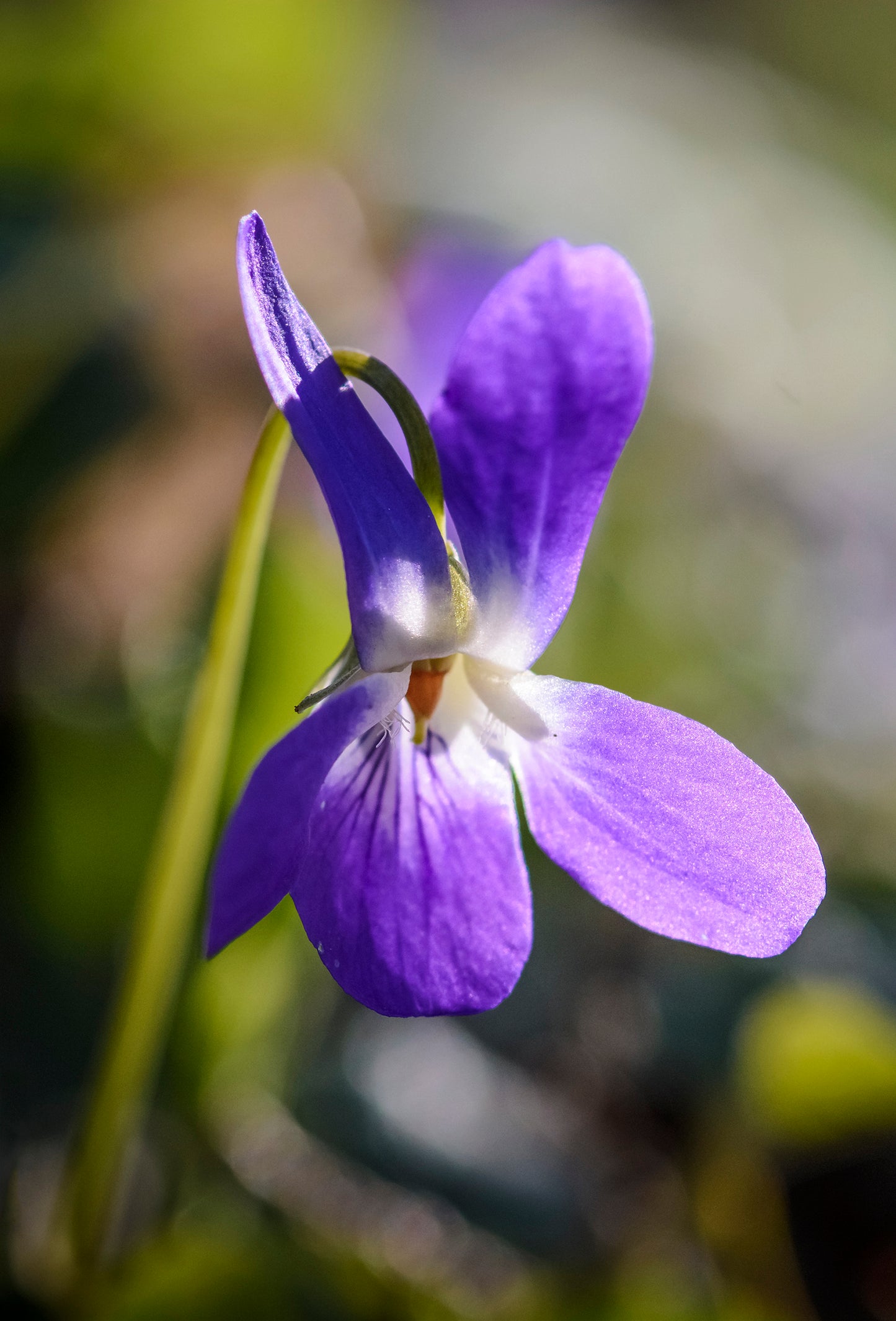 Bois de Violette