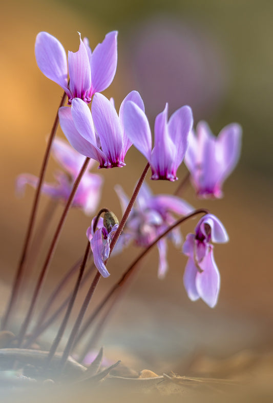 Cyclamen des Alpes