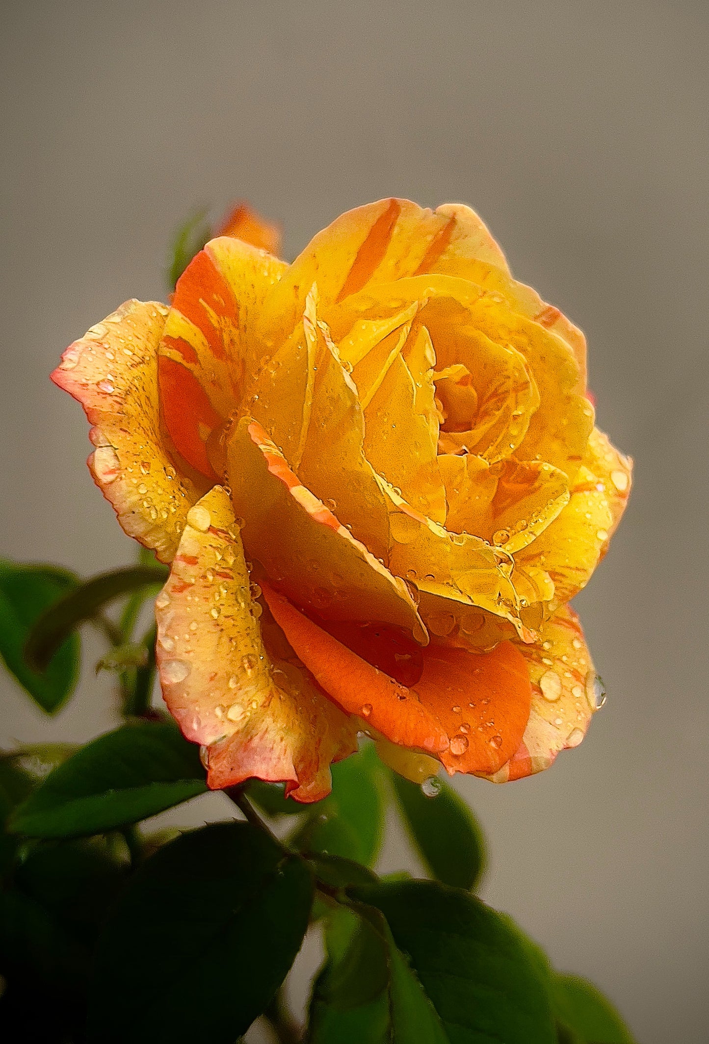 Rose Maréchal Niel