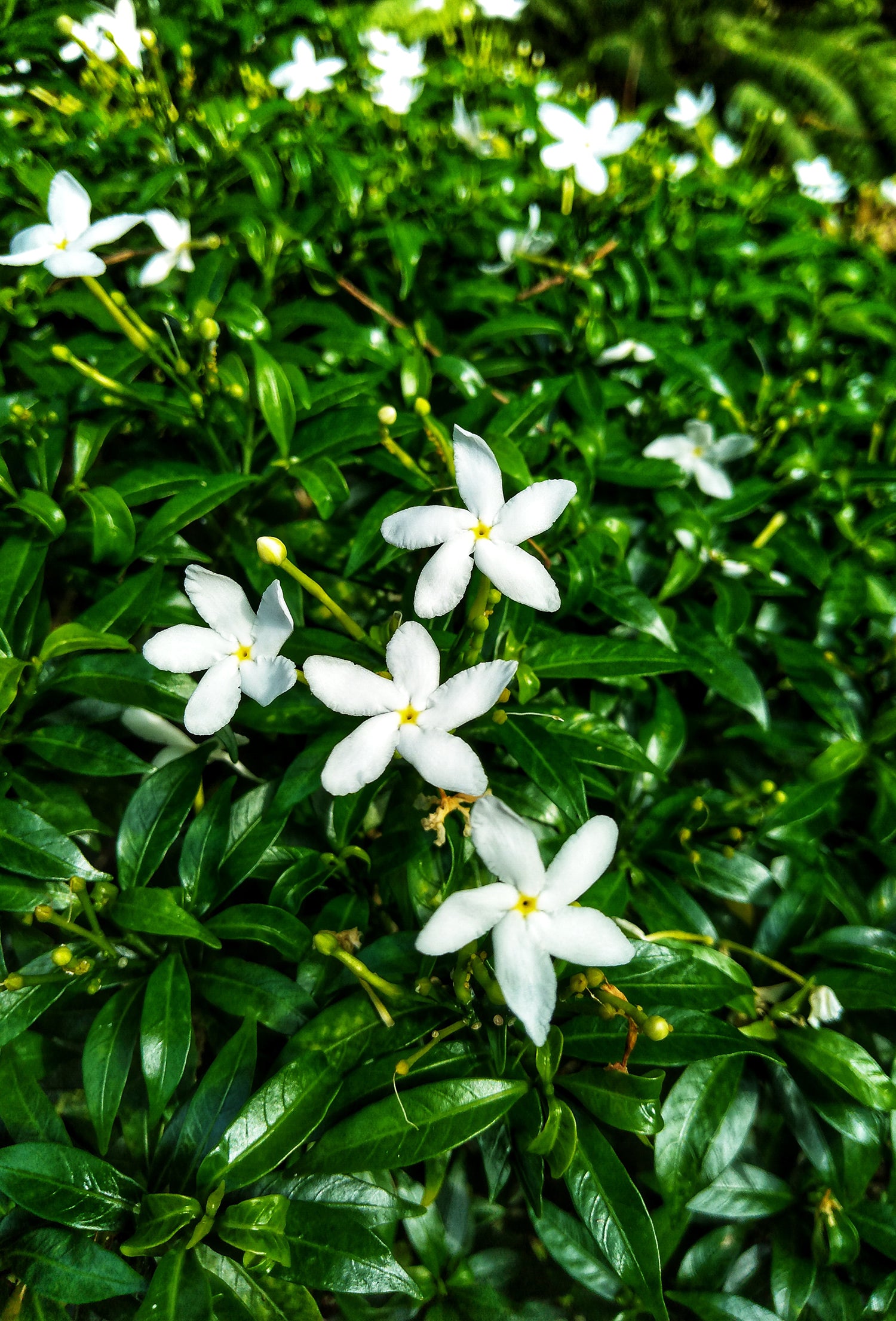 Jasmine “Gold” Absolute, India