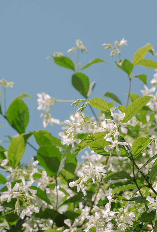 Jasmine Absolute, France