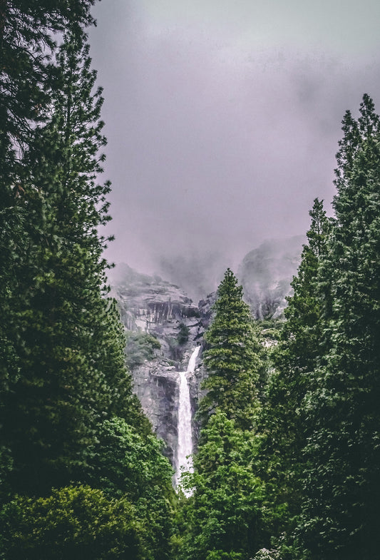 Douglas Fir Needle Oil