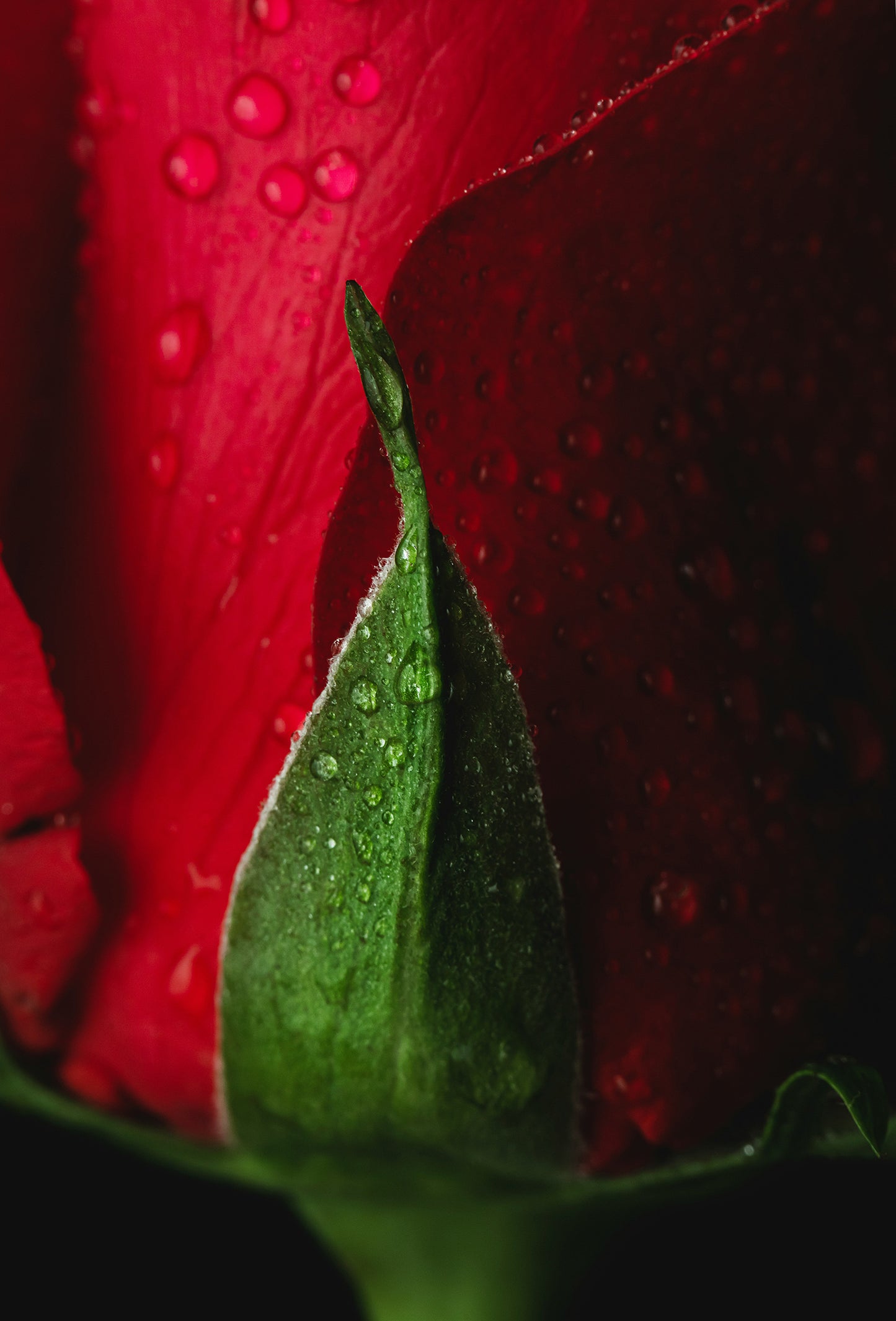 Rose Crystals