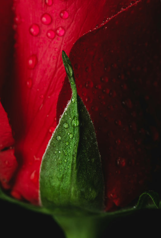 Rose Crystals