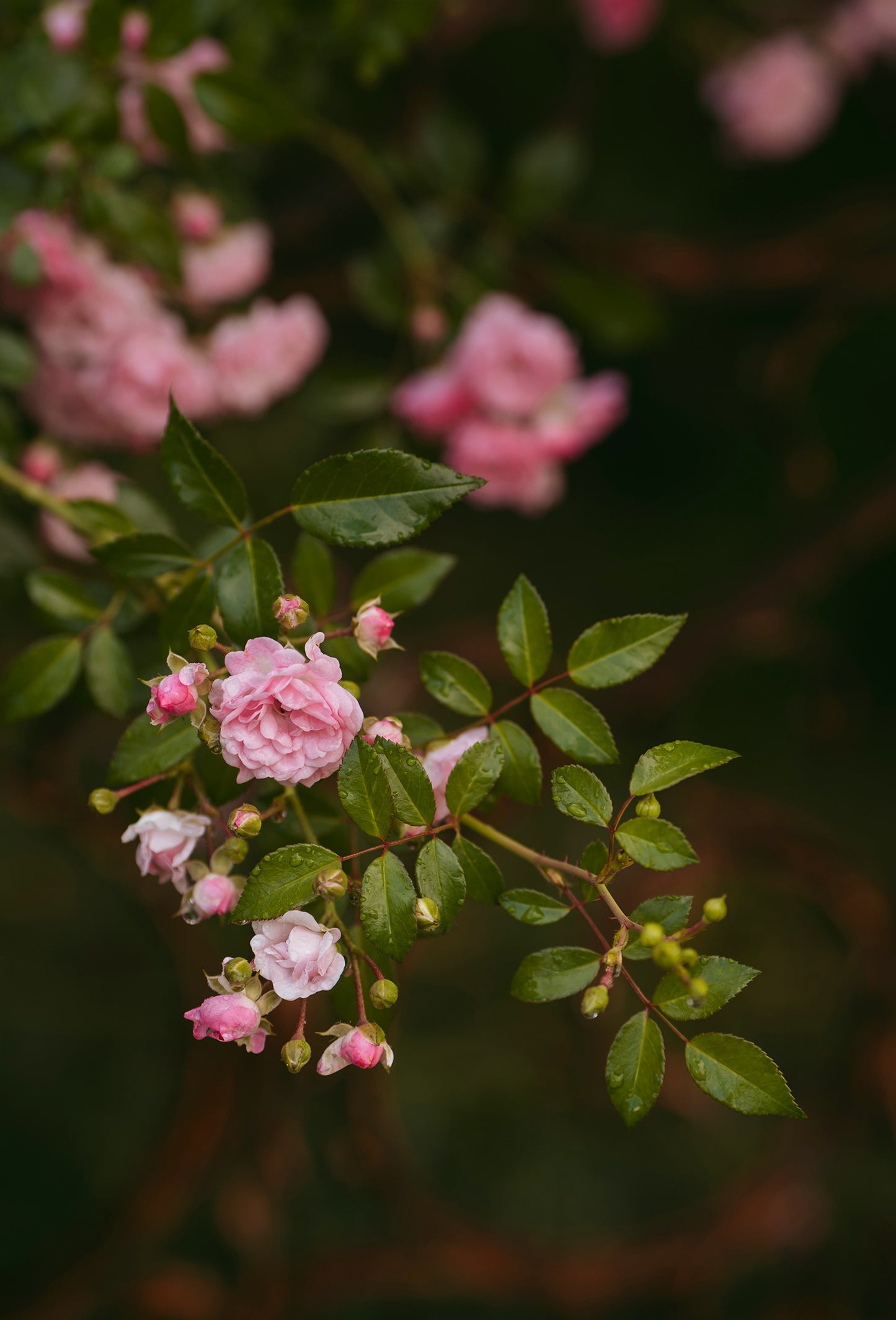 Phenyl Ethyl Alcohol ex Rose