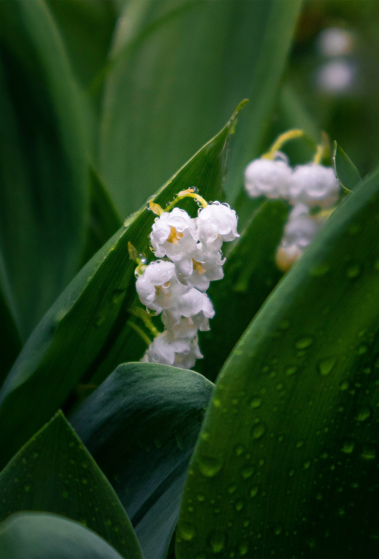 Lilyflore®