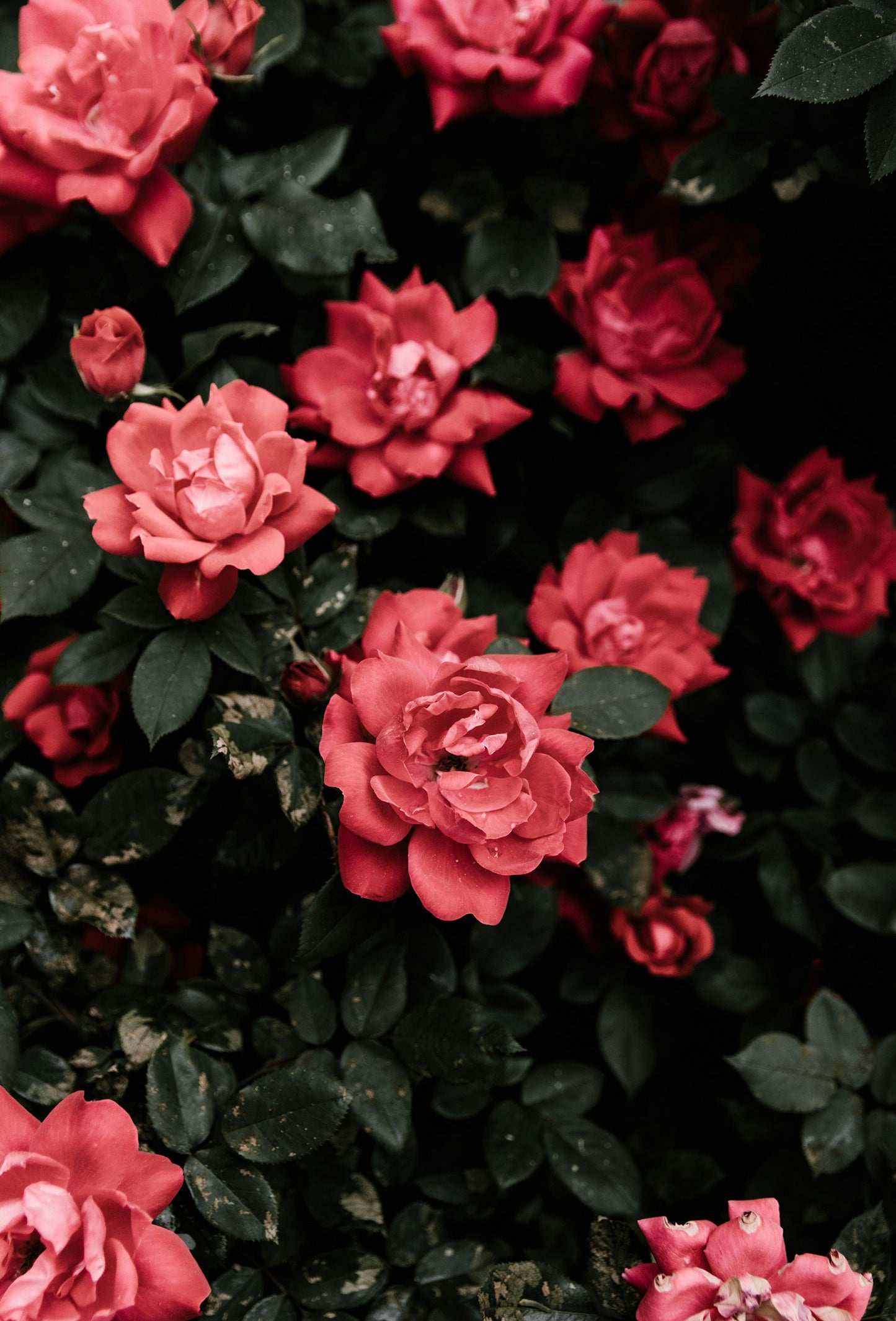 Rose Orientale