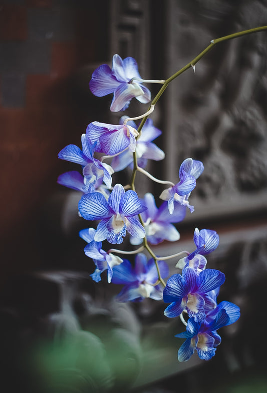 Orchidée № 2