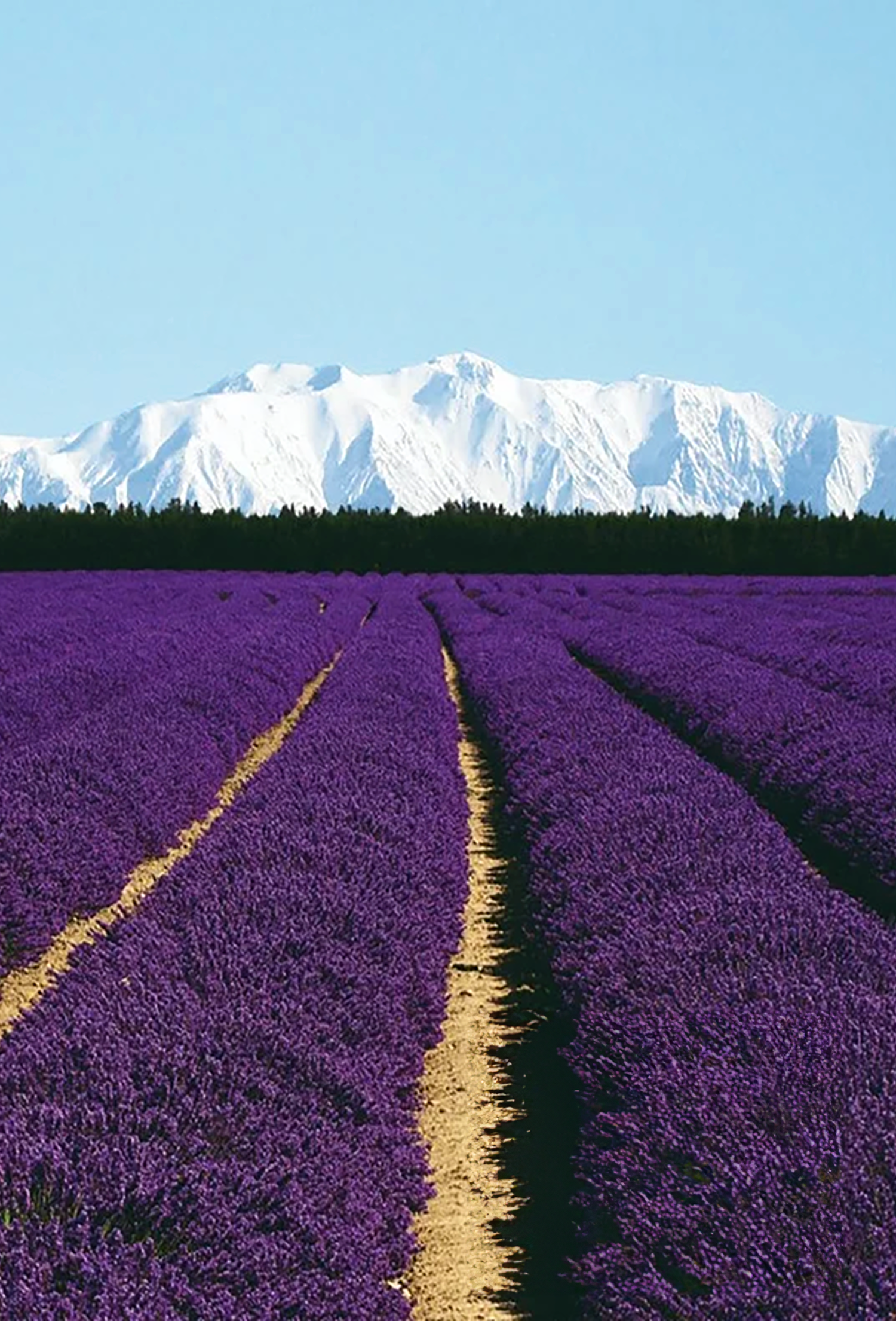 lavender oil plant Lavender Oil “Avice Hill” – Fraterworks