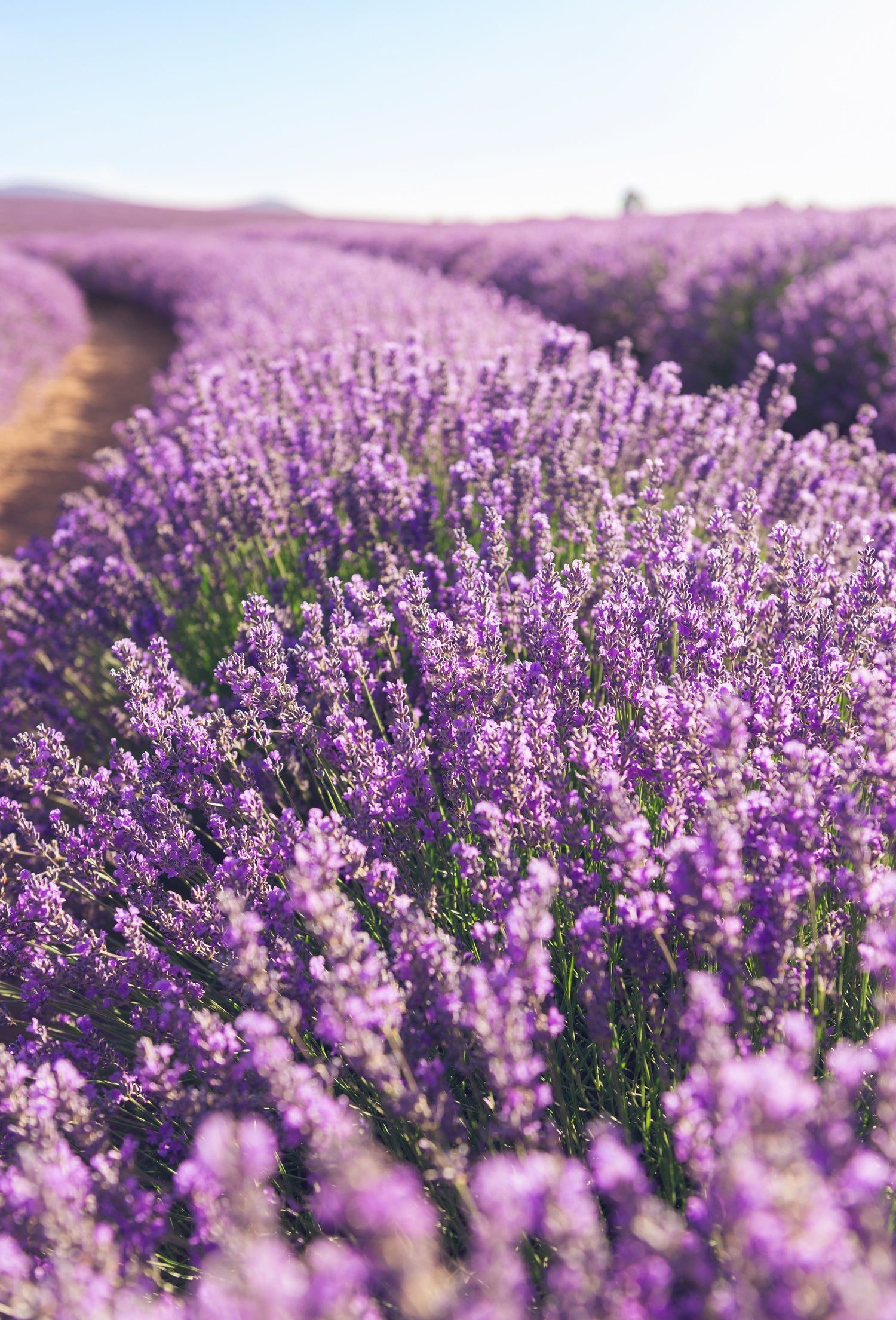 lavandin lavender plants for sale Lavandin Super Oil – Fraterworks