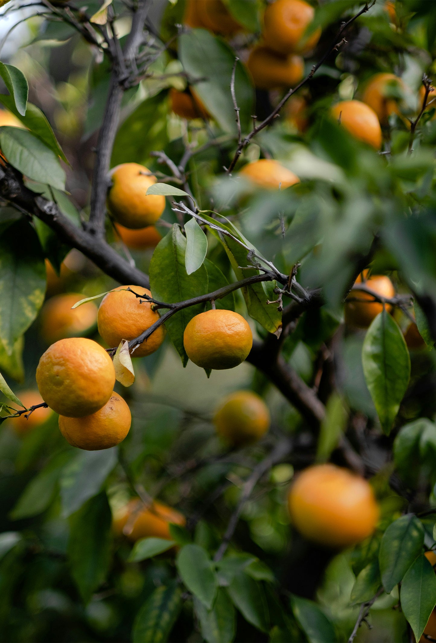 Bergamot Oil Melito