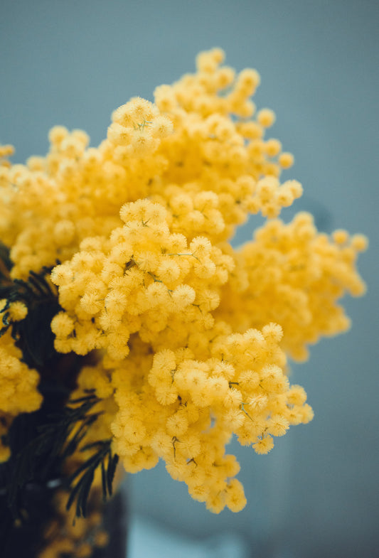 Mimosa “Supreme” Absolute