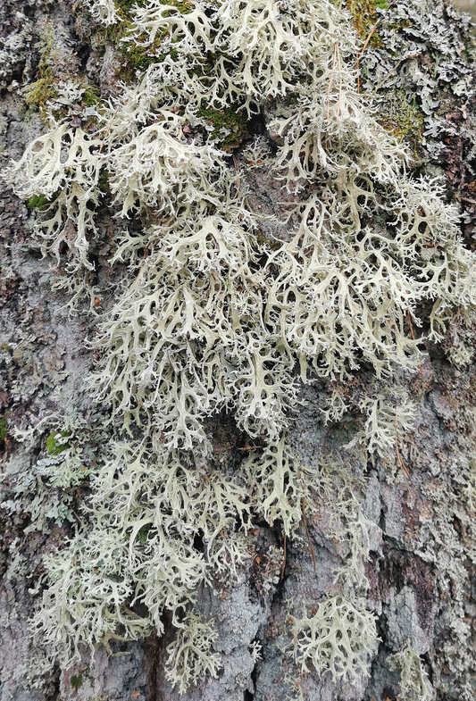 Oakmoss DEC Abs MD 55% TEC