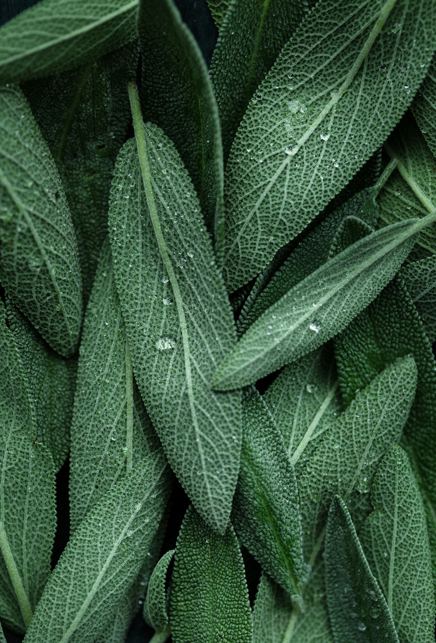 Sage Officinalis Oil