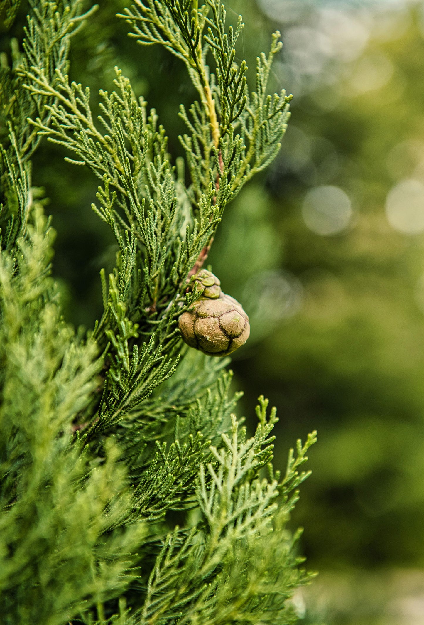 Cypress Oil