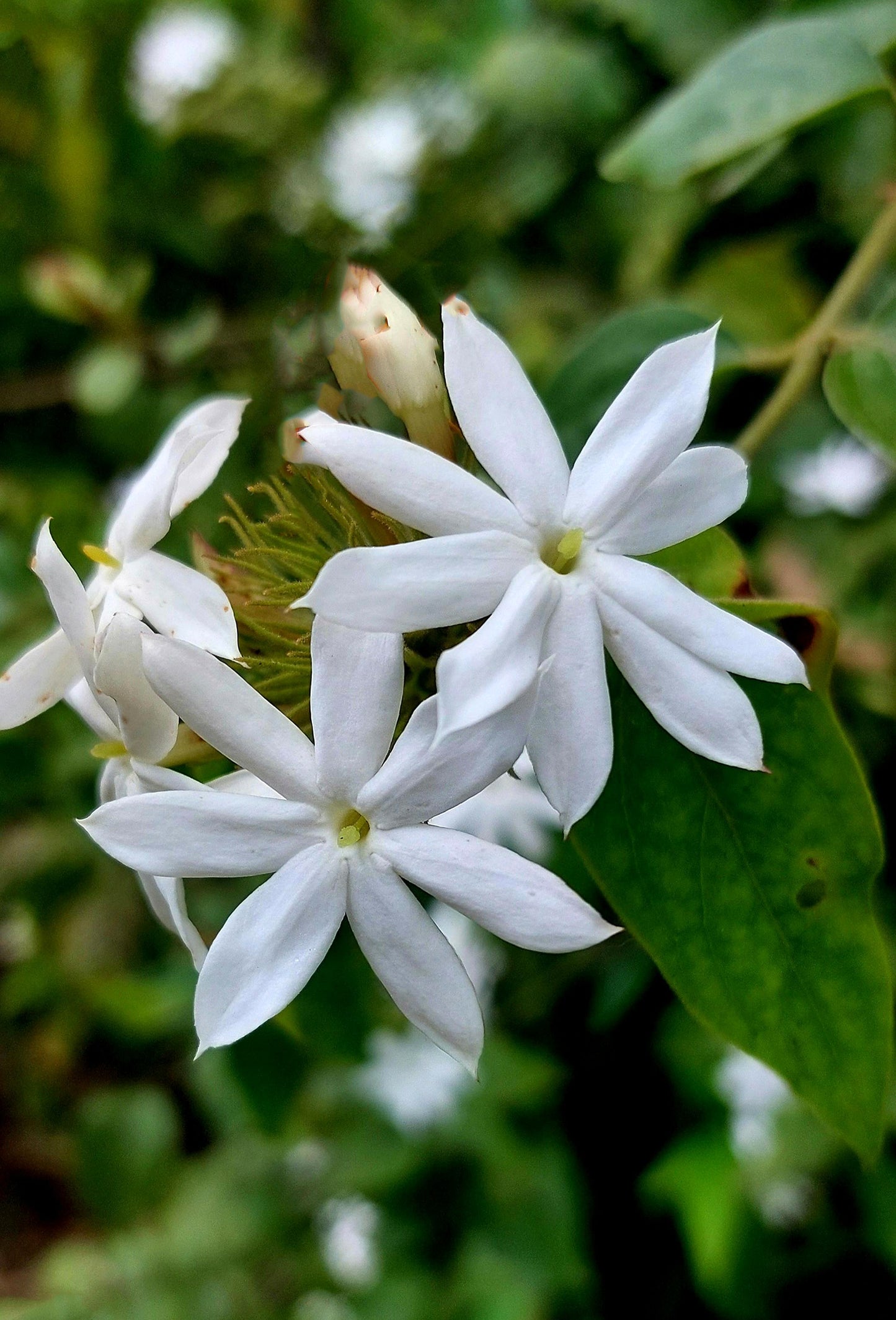 Jasmine Absolute, Value