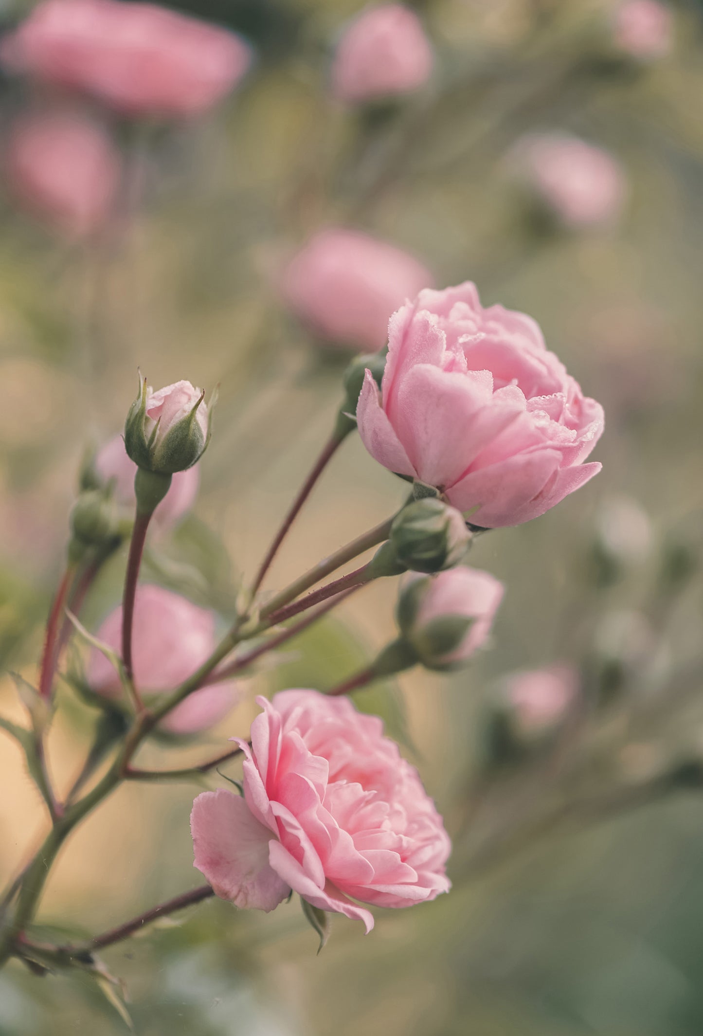 Rose de Mai Absolute, France