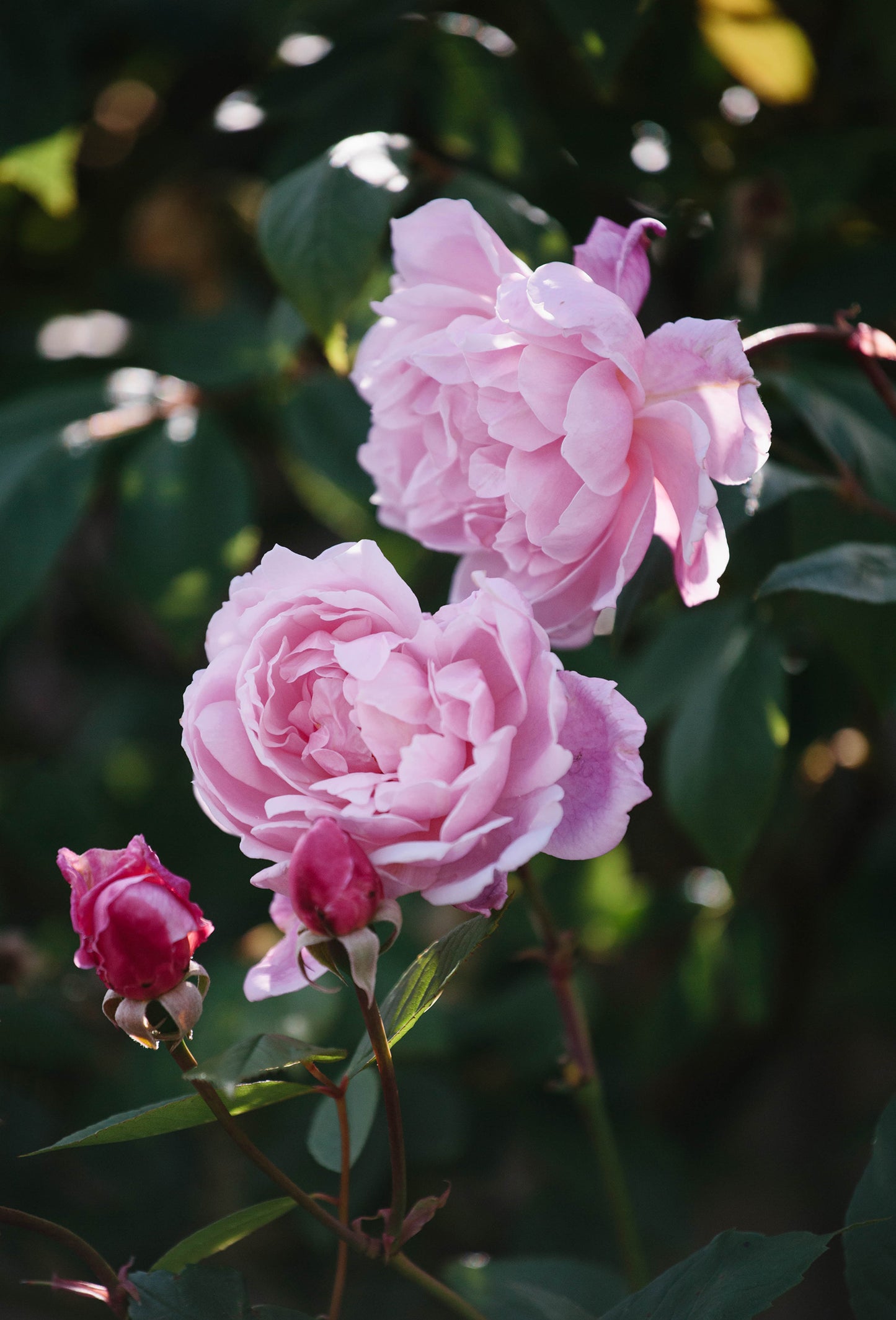 Rose Oil, Value