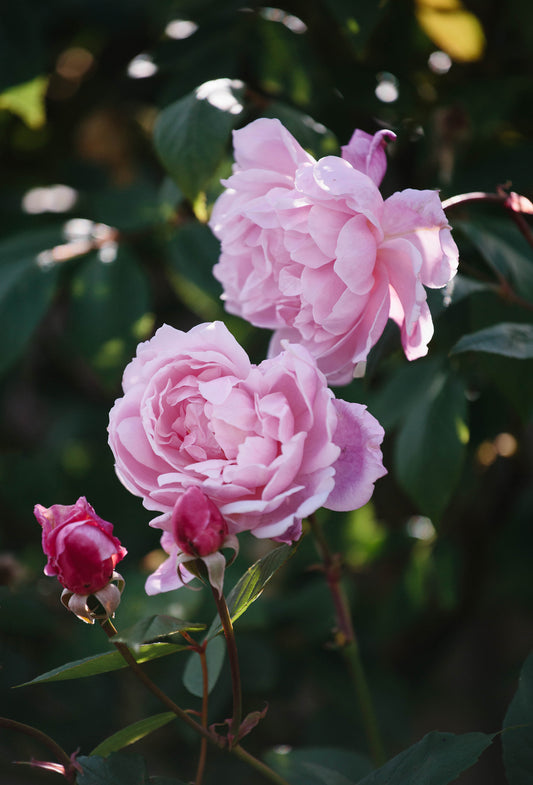 Rose Oil, Select