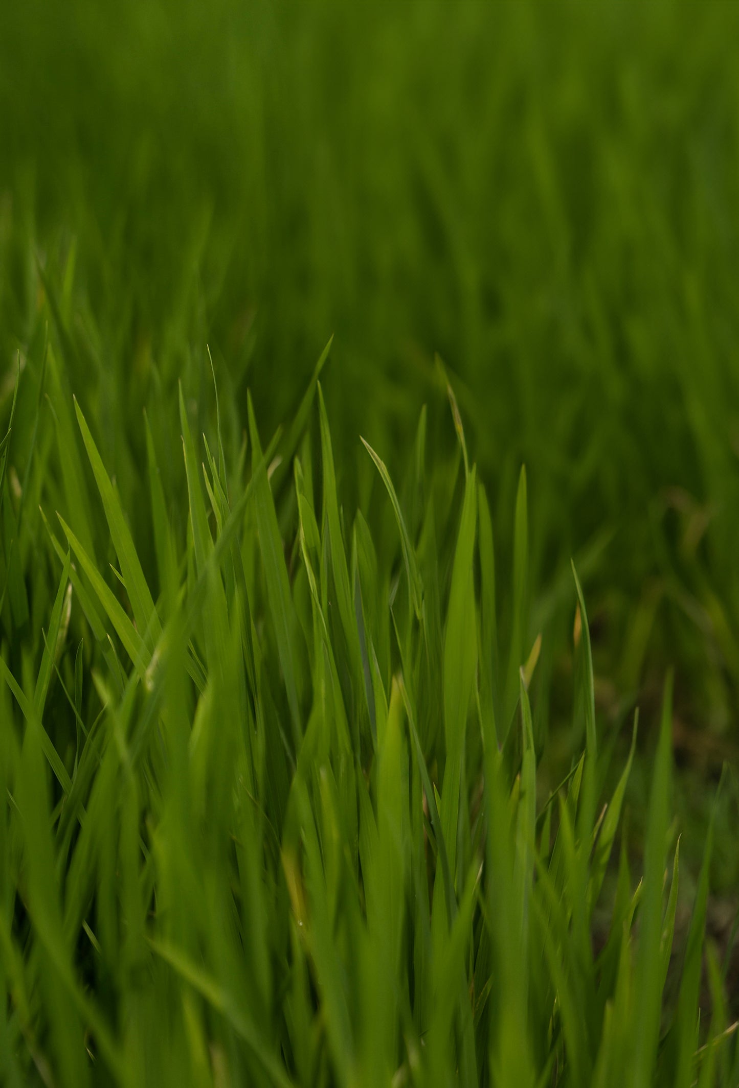 Vetiver Oil, Fractionated