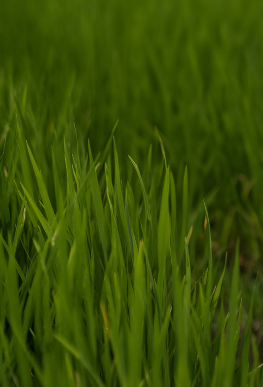 Vetiver Oil, Fractionated