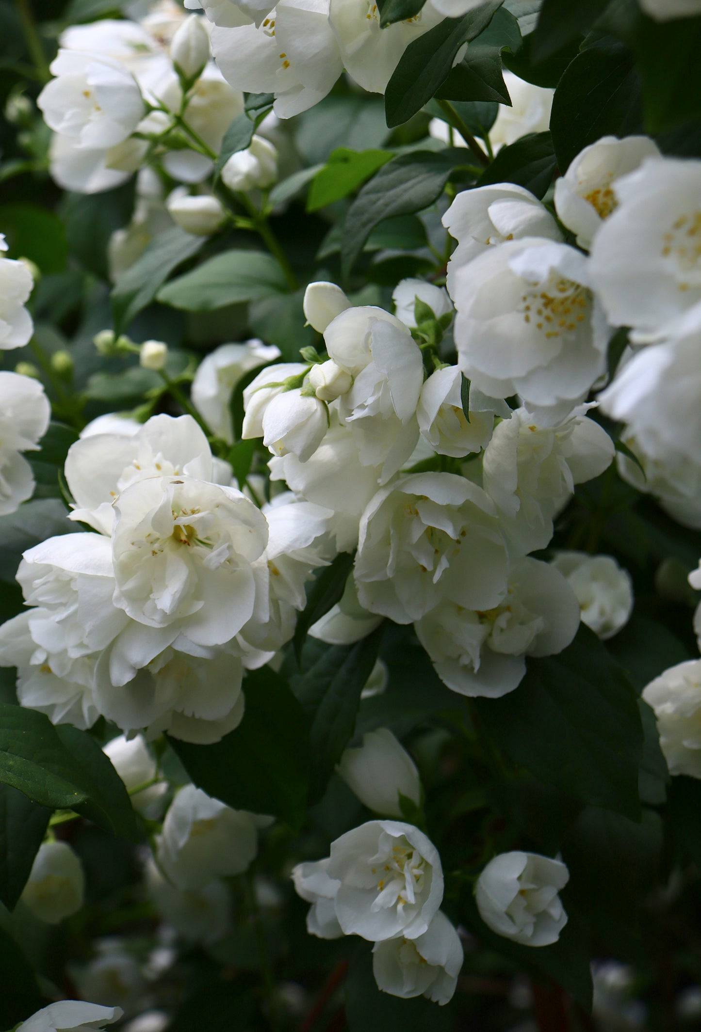 Amyl Cinnamic Aldehyde