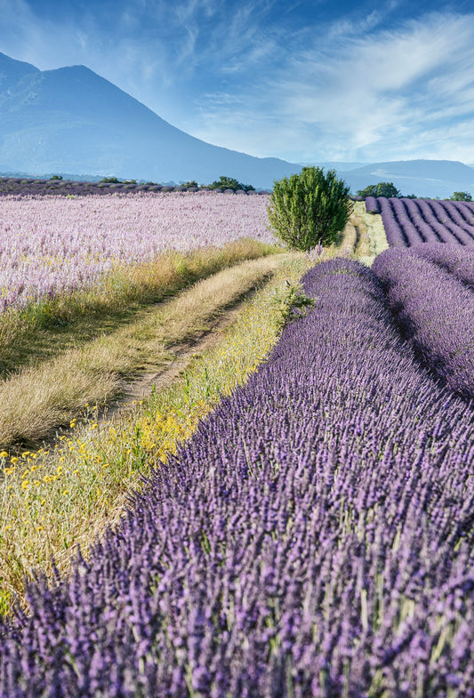 Lavender “Signature” Absolute