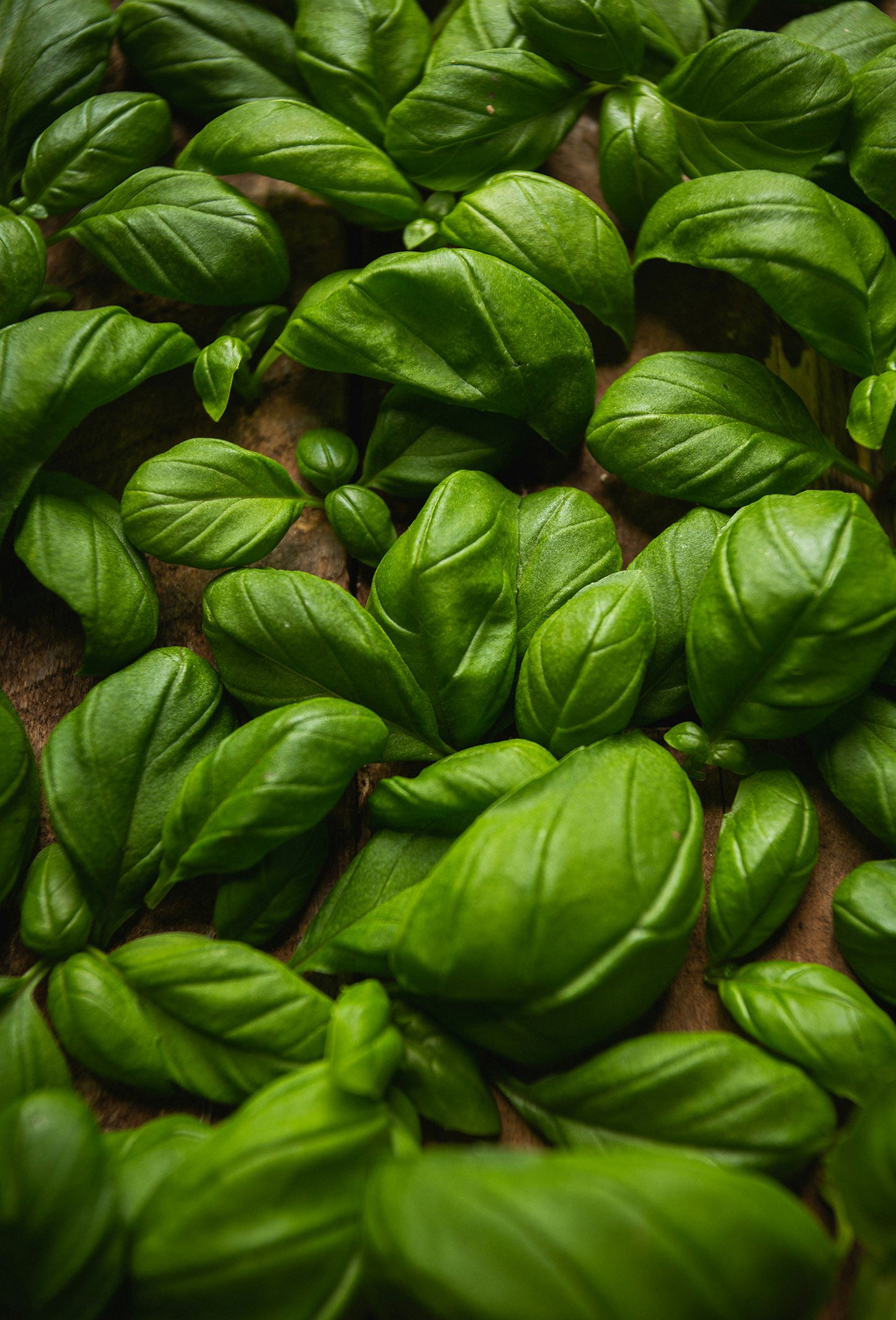 Basil ct Methyl Cinnamate