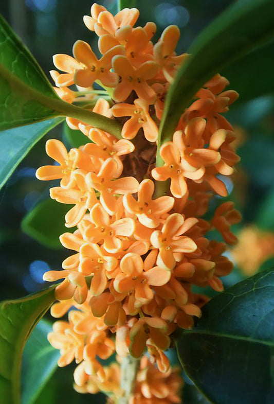 Osmanthus Flowers