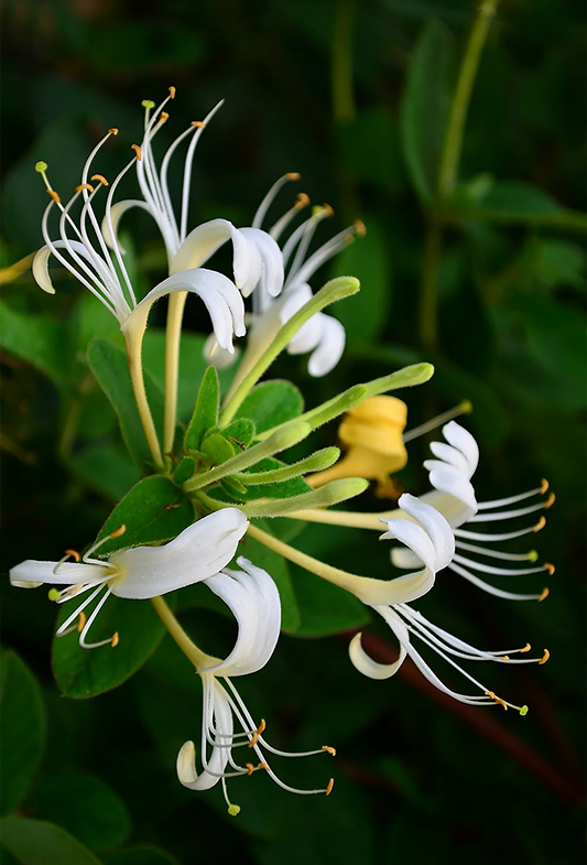 Honeysuckle