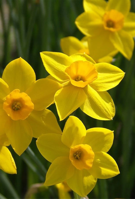 Jonquil Extra
