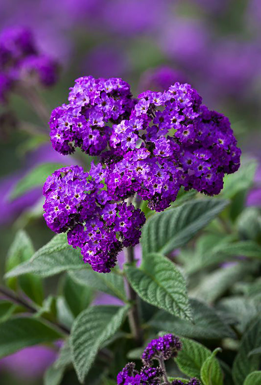 Fleur D'Heliotrope