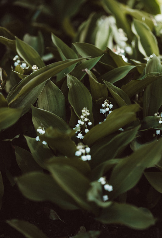 Muguet Des Bois