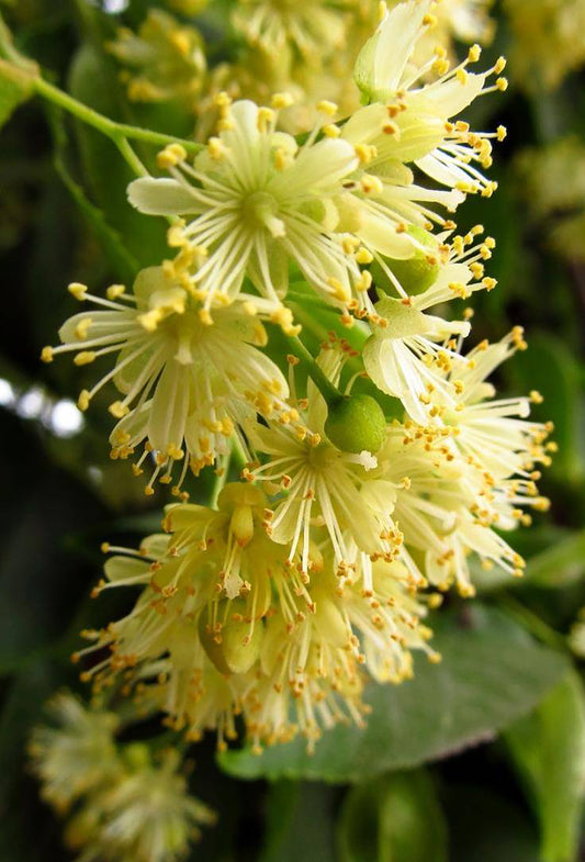 Tilleul (Linden Blossom)