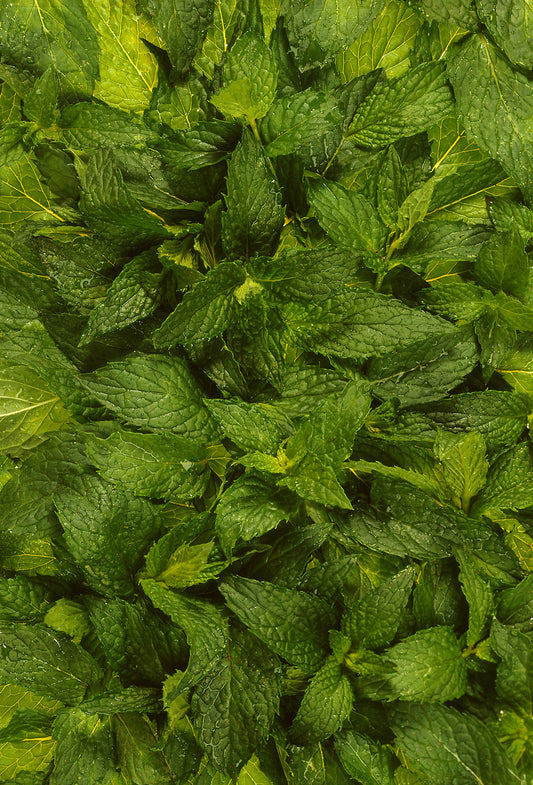 Peppermint Oil “Black Mitcham”