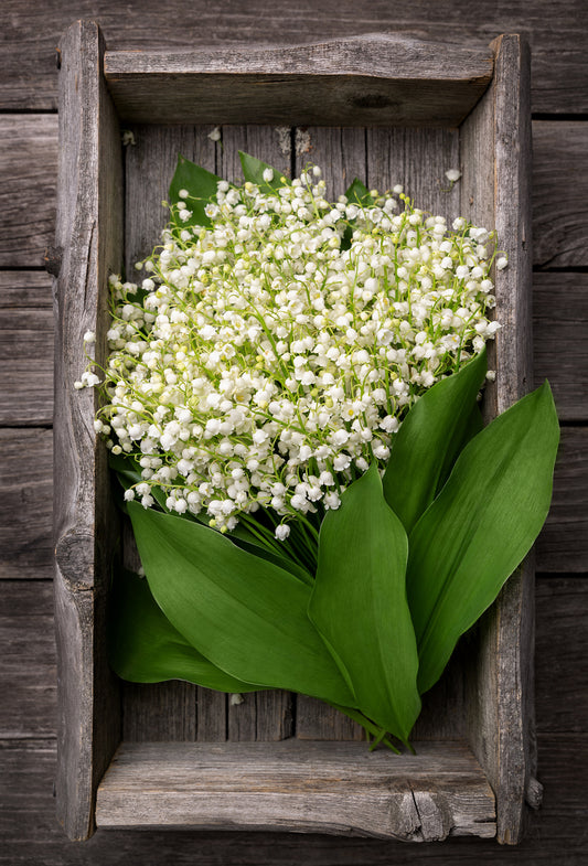 Muguet Invar