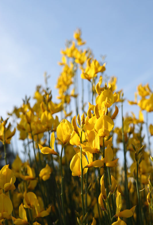 Genet “Signature” Absolute