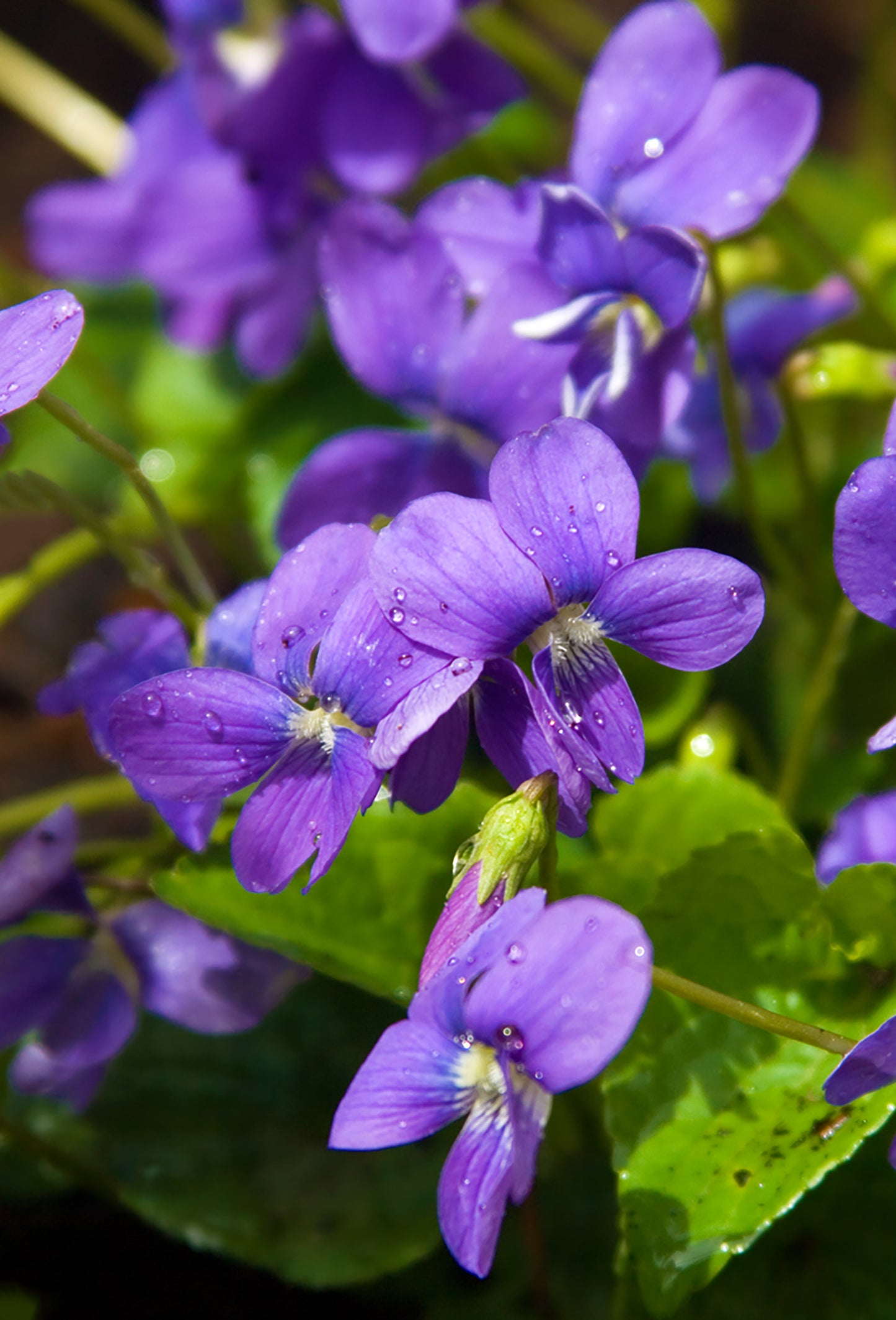 Violette Bleue