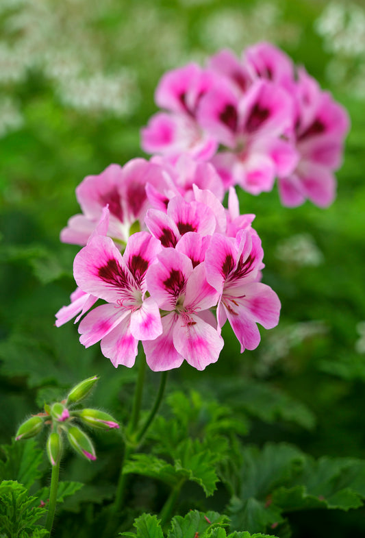 Rhodinol Ex Geranium Bourbon