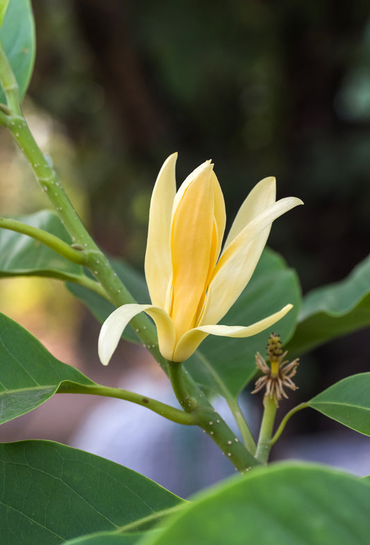 Magnolia Flower Oil