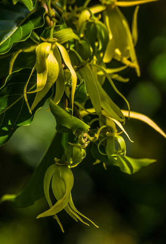 Ylang-Ylang Complete Oil