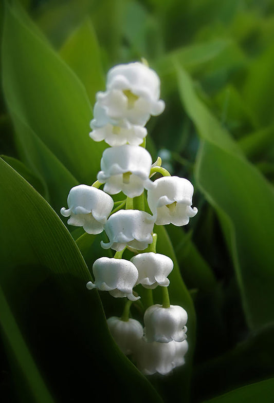 Muguet Royale