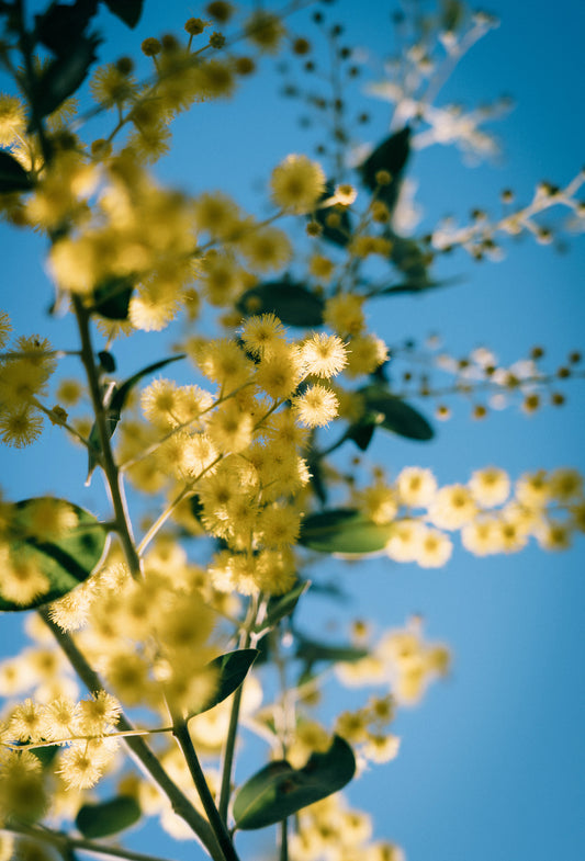 Mimosa De Provence