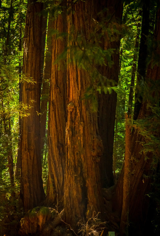 Cedarome