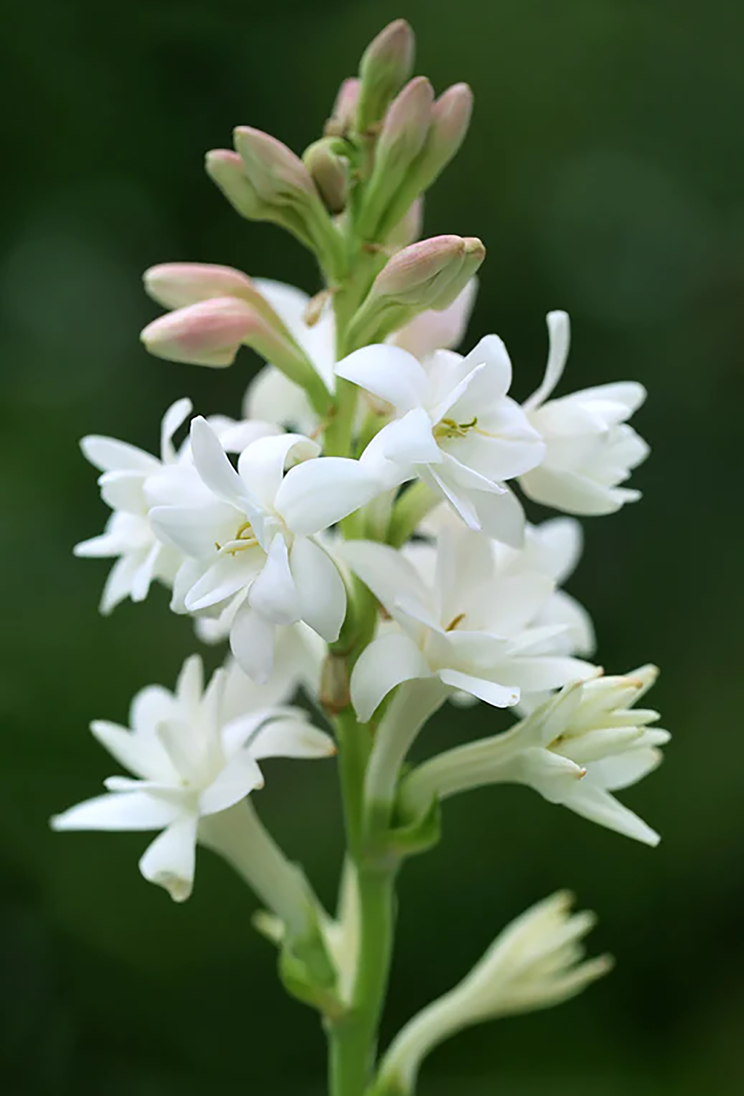 Tuberose Absolute for Natural Perfumery