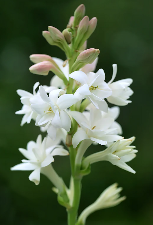 Tuberose Supreme