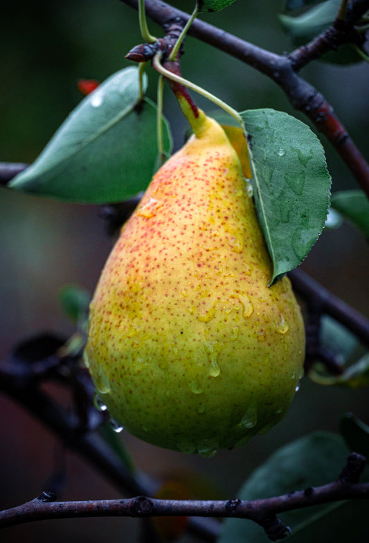 Pear Belle