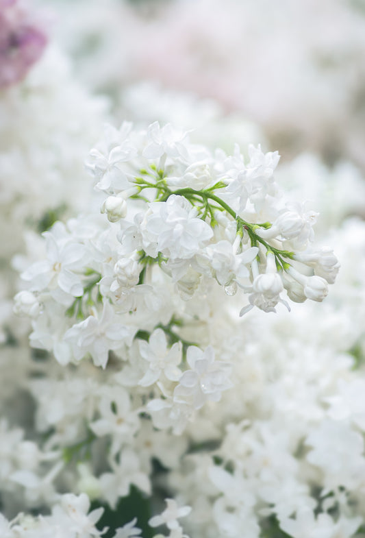 Lilas Blanc