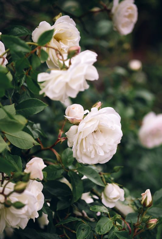 Rose Blanche